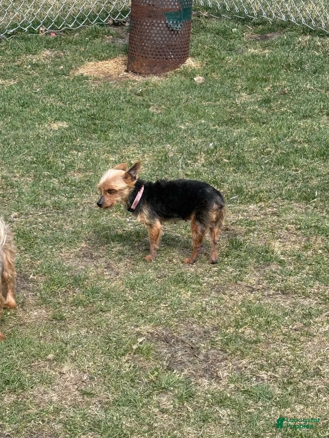 Mixed Breed dogs for sale: Yorkie  - Ad 2