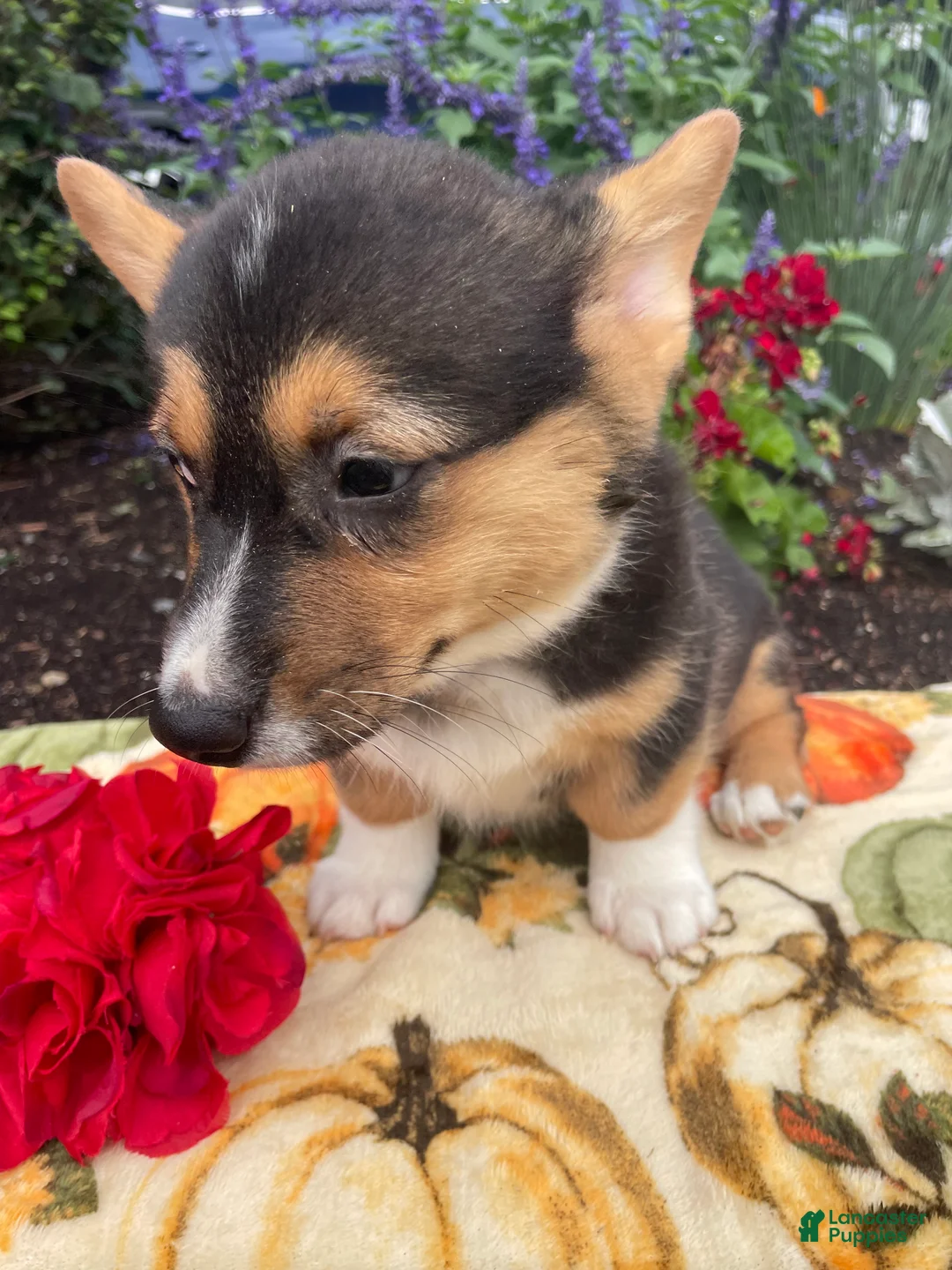 Welsh Corgi Pembroke dogs for sale: Holly - Ad 2
