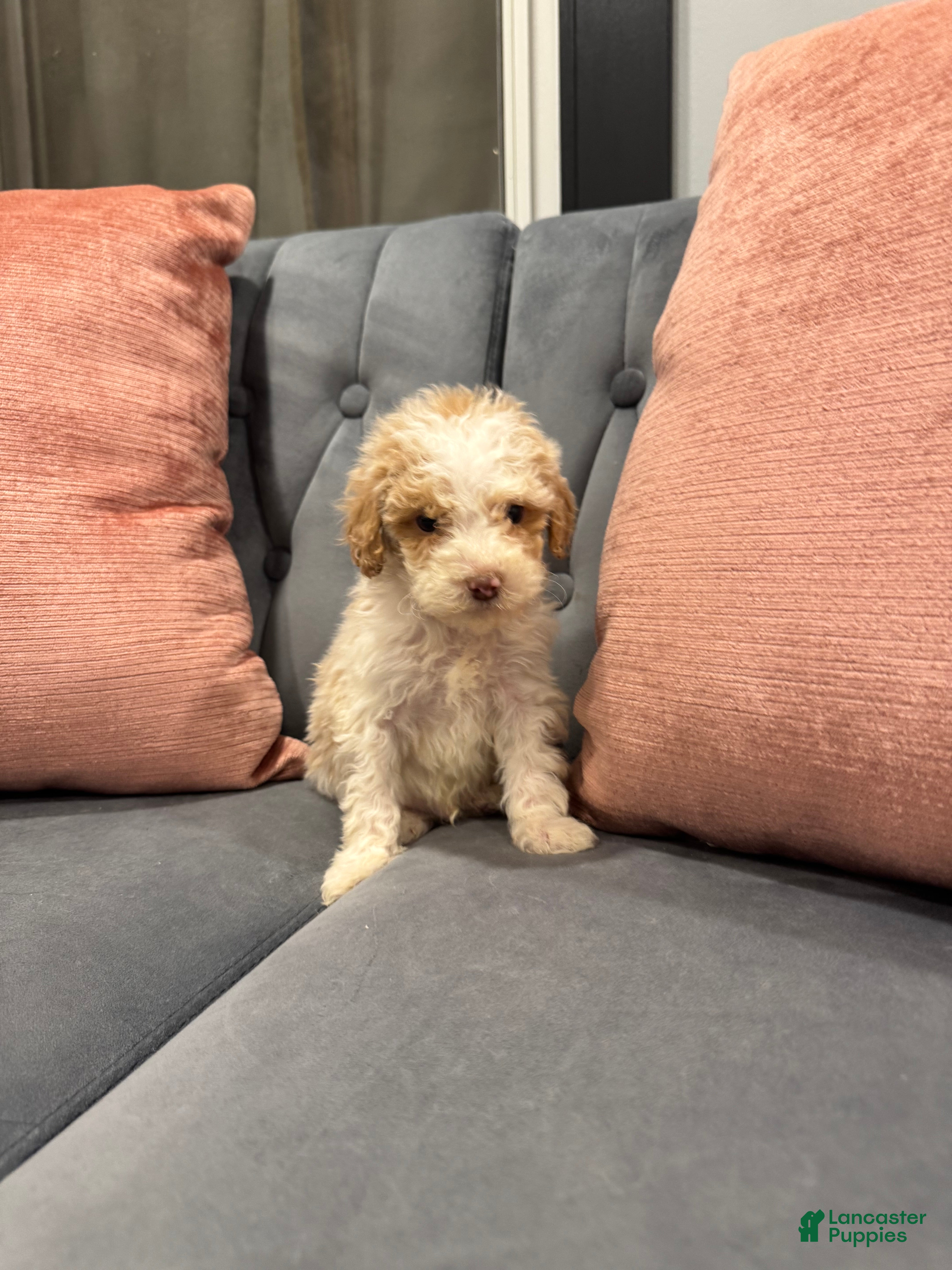 Mini Goldendoodle dogs Shiloh - Ad 20
