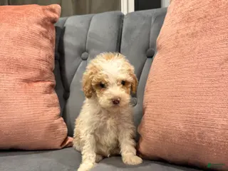 Mini Goldendoodle dogs Shiloh - Ad 20