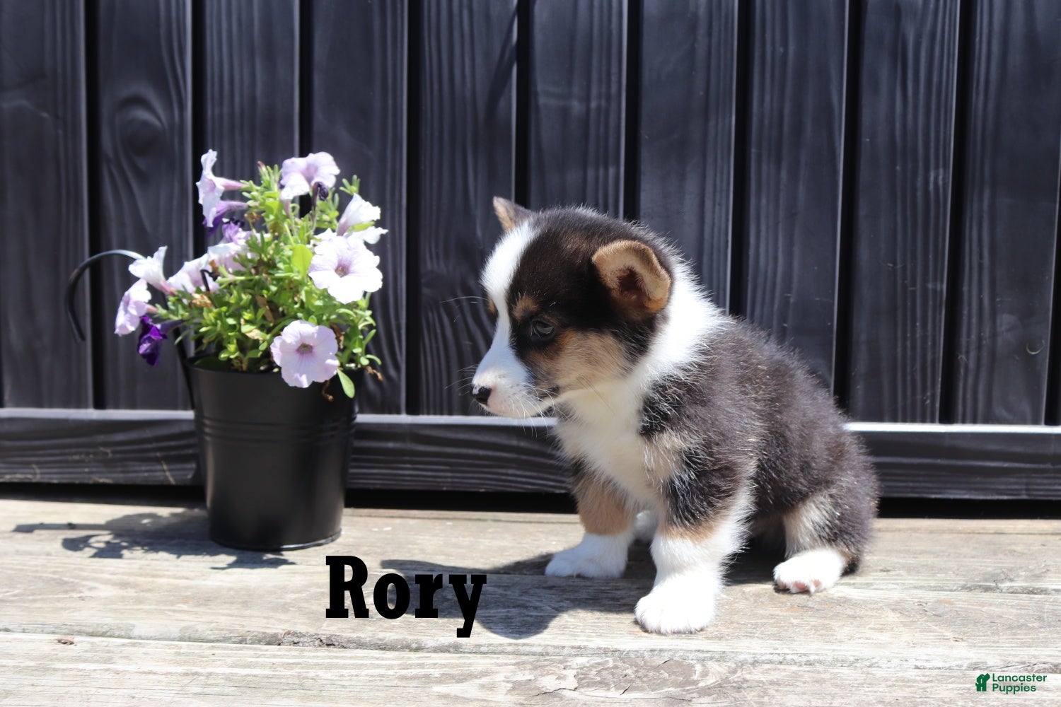 Welsh Corgi Pembroke dogs Rory - Ad 1