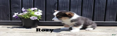 Rory