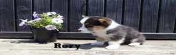 Welsh Corgi Pembroke dogs for sale: Rory - Ad 1