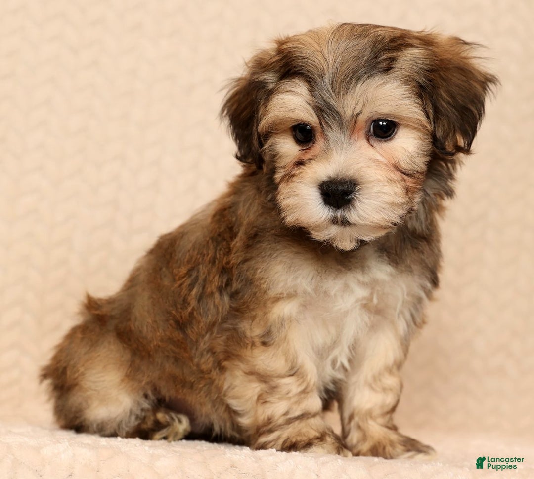 Yochon dogs for sale: Thomas - Ad 5