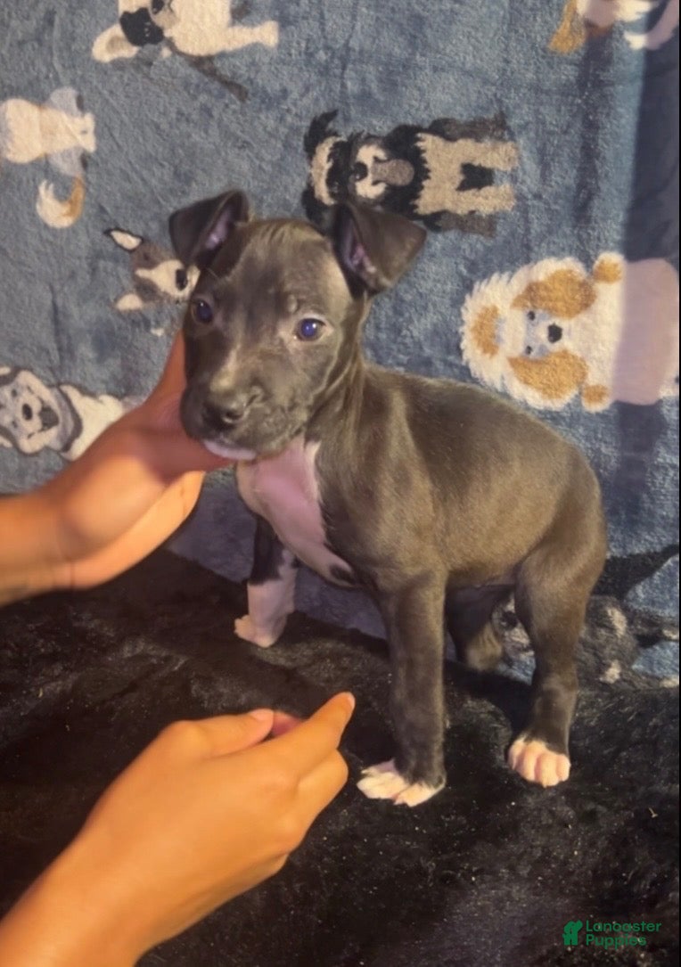 American Bully dogs Girl 🩷 •Pocket Bully• - Ad 1