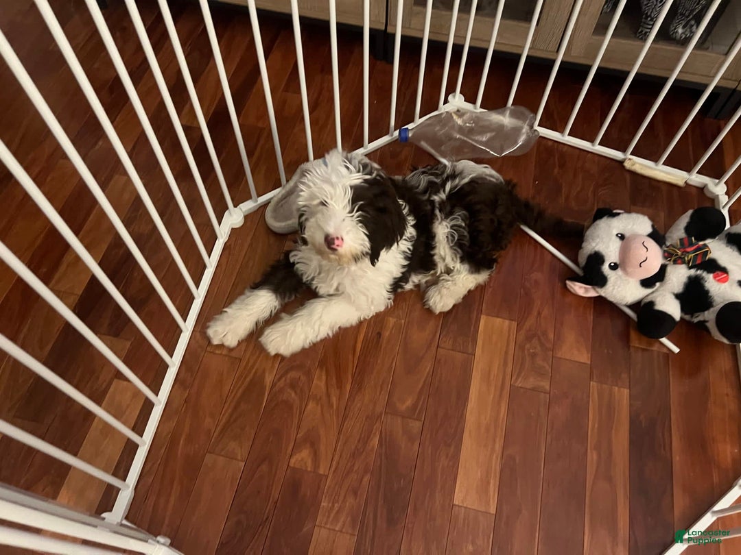 Gallery Image {{count}}