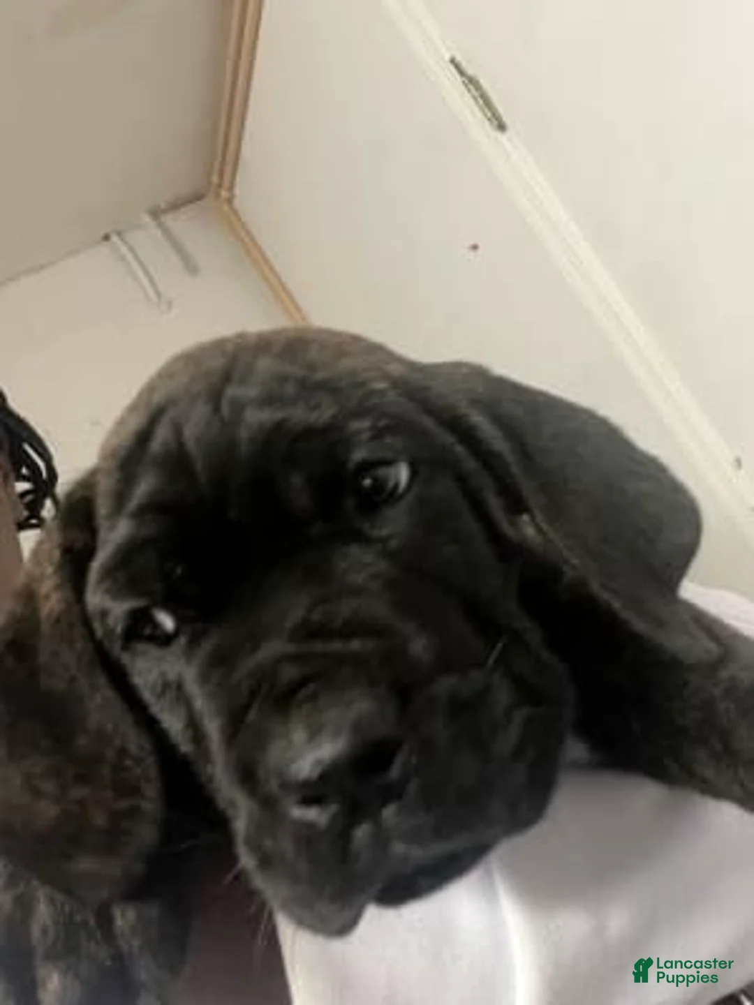 Gallery Image {{count}}