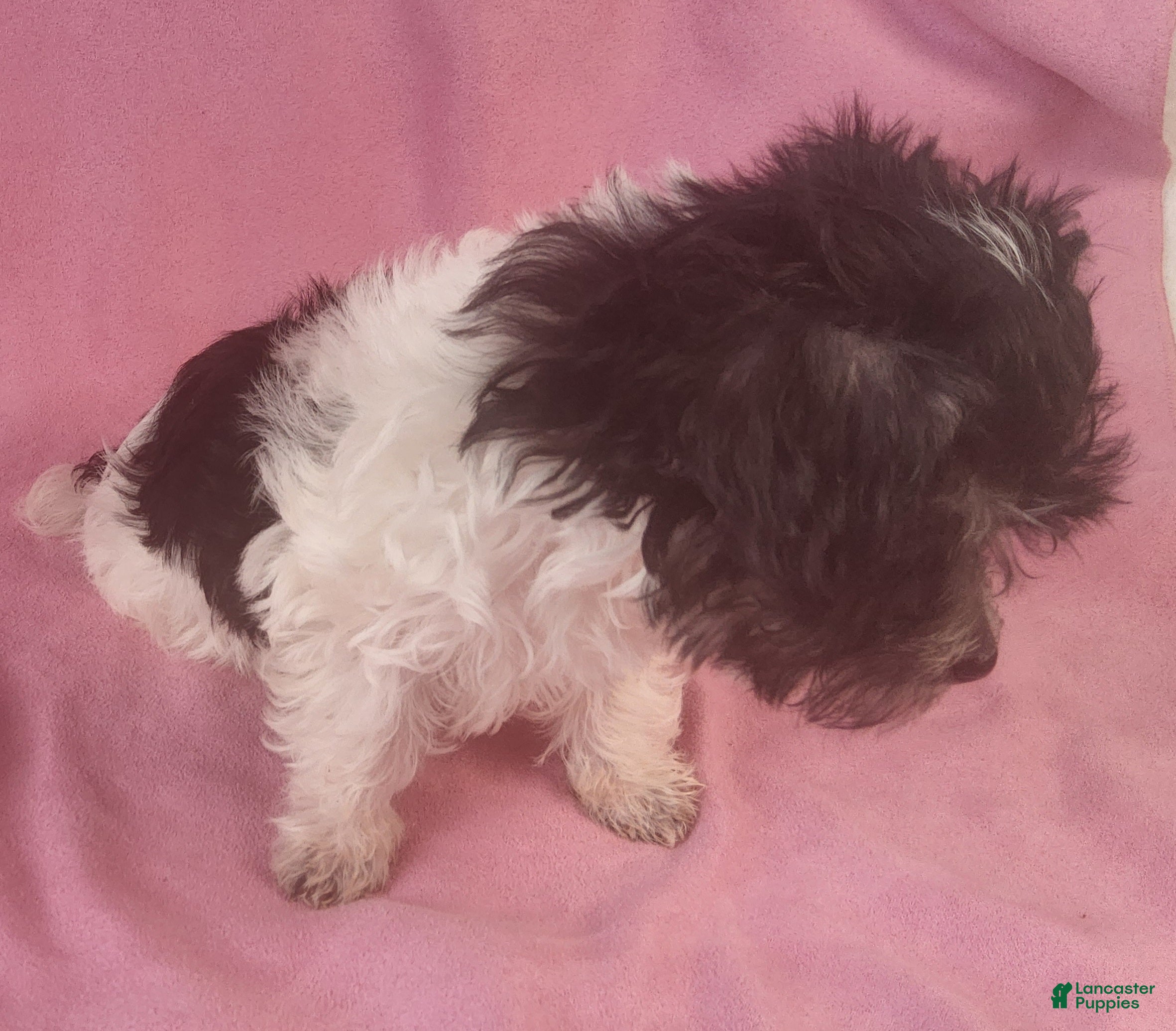 Yorkiepoo dogs Victoria Frills - Ad 2