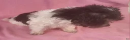 Yorkiepoo dogs for sale: Victoria Frills - Ad 2