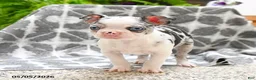 Boston Terrier dogs for sale: Wellington - Ad 1