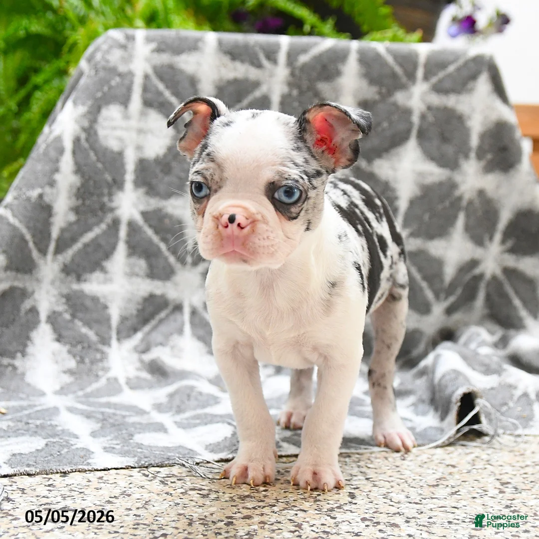 Boston Terrier dogs for sale: Wellington - Ad 1
