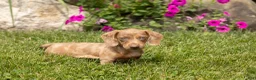 Dachshund dogs for sale: Hannah  - Ad 1