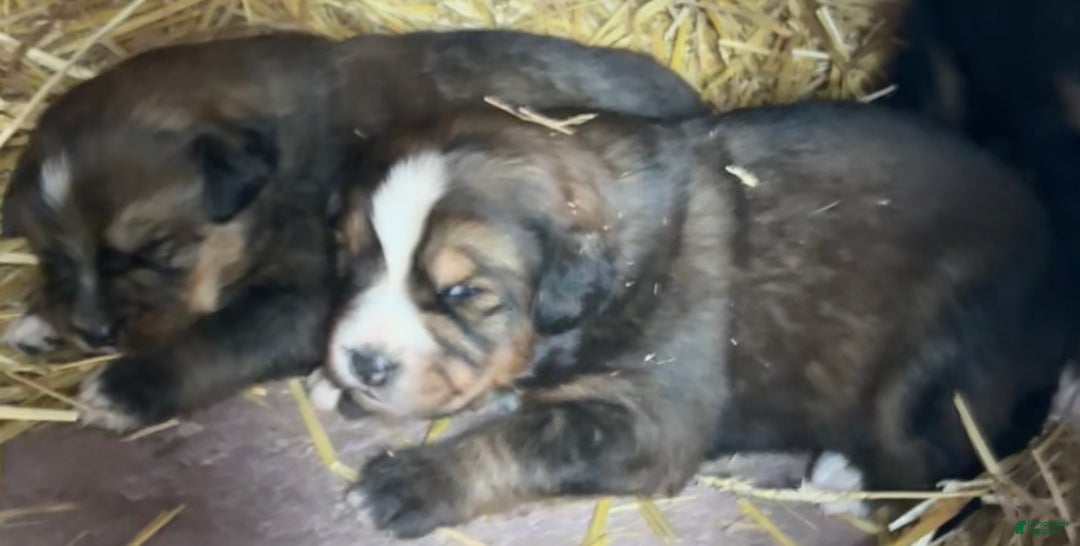 Mixed Breed dogs for sale: Tibetan Mastiff/Bernese Mountain Dog Male 2 - Ad 8