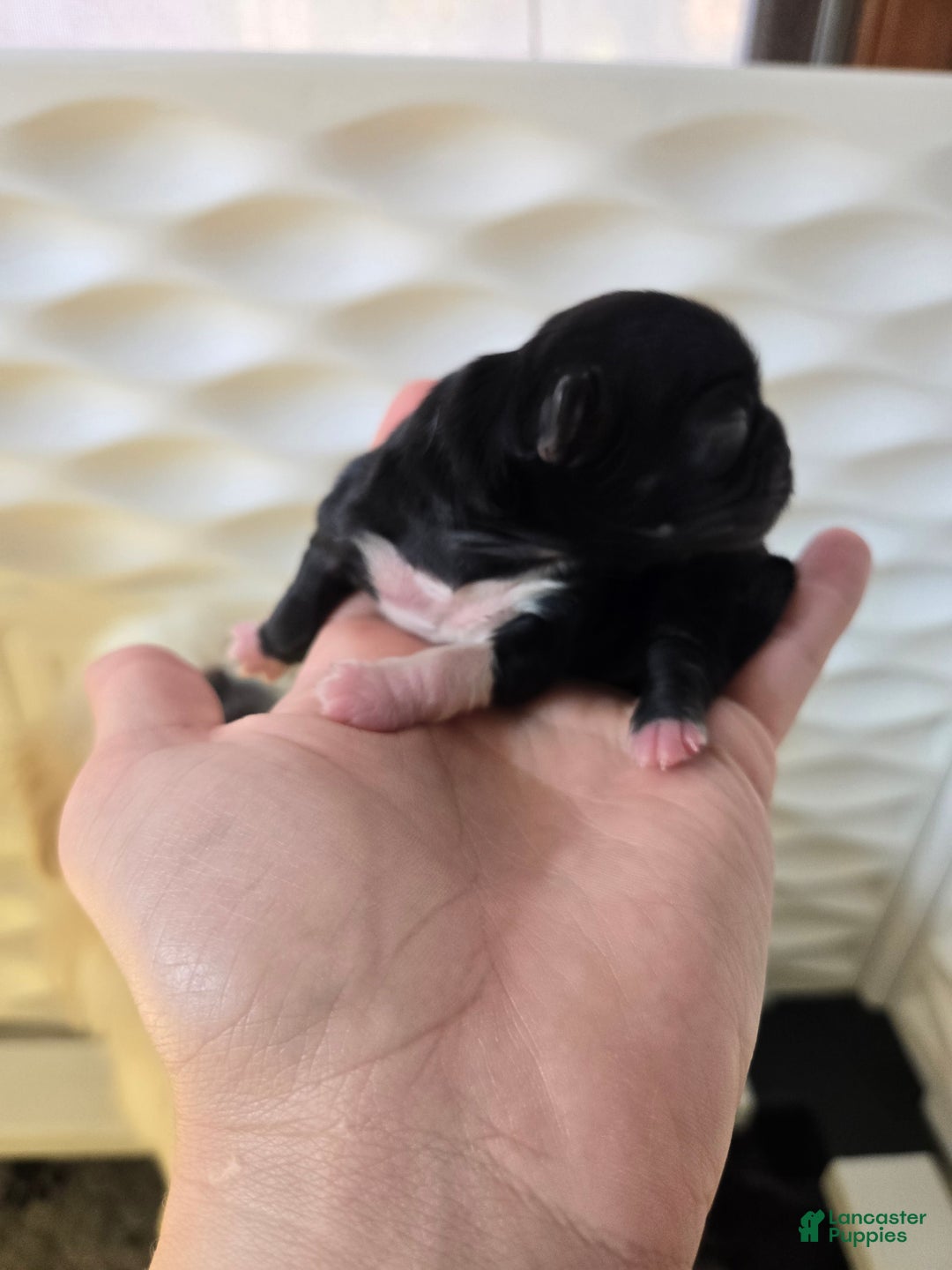 Pekingese dogs for sale: Morticia - Ad 12