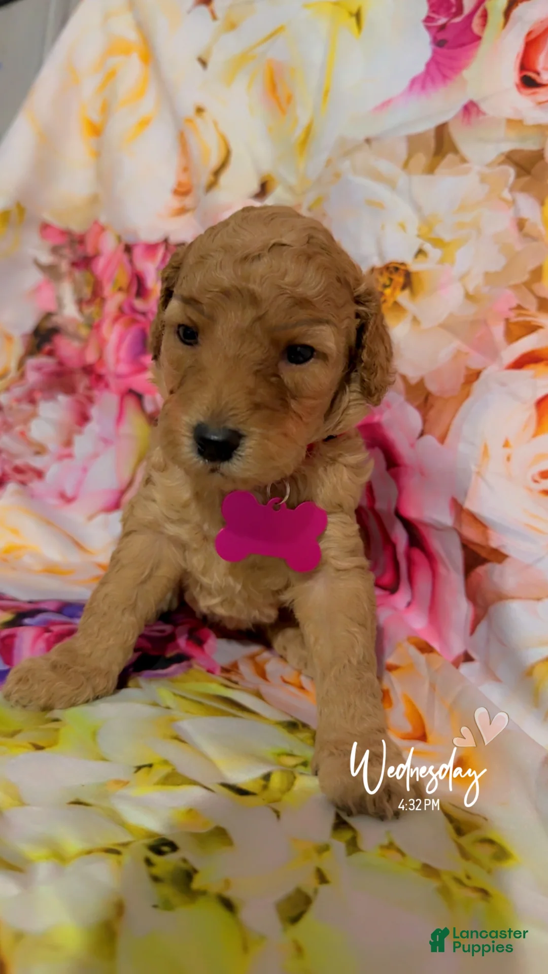 Mini Goldendoodle dogs for sale:  Puppy 1 - Ad 2