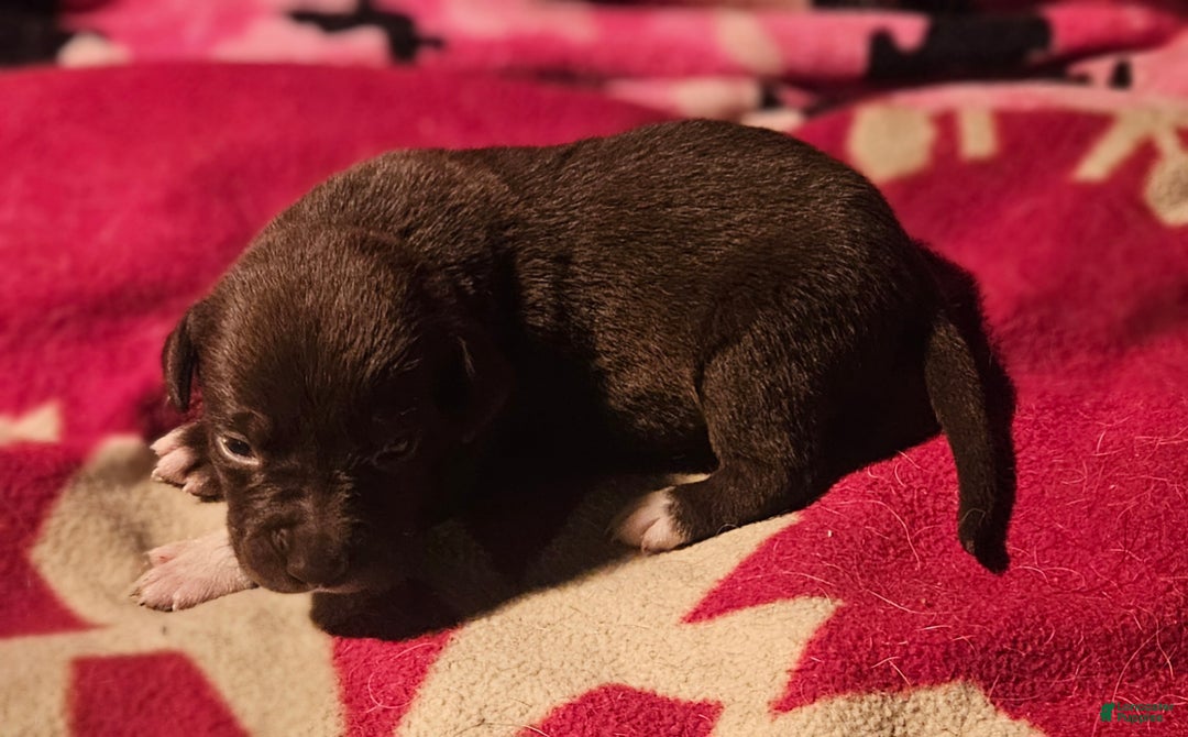 Border Collie dogs for sale: Cierra - Ad 7