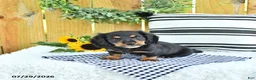 Miniature Dachshund dogs for sale: Chase - Ad 3