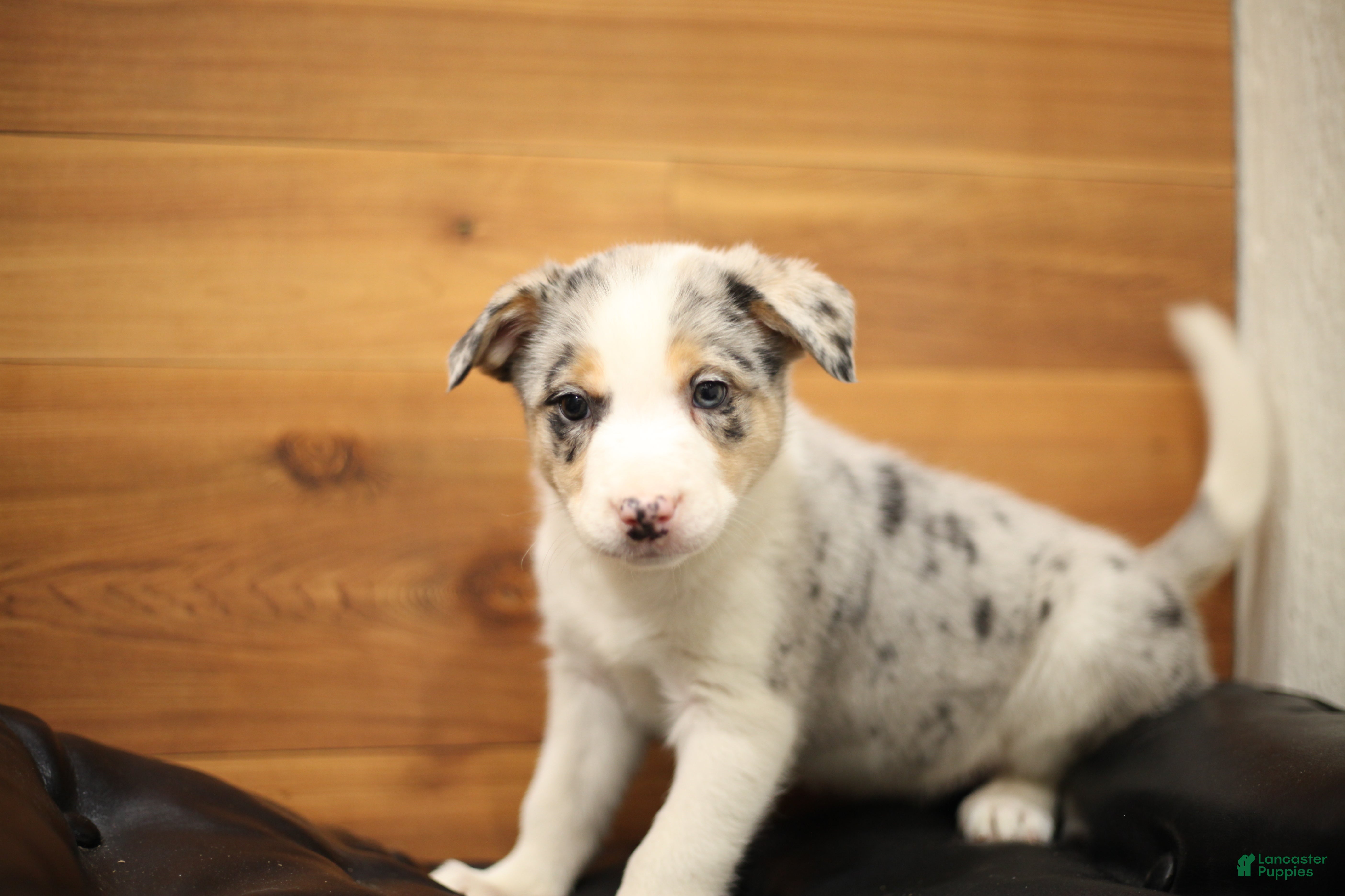 Border Collie dogs Buzz  - Ad 30