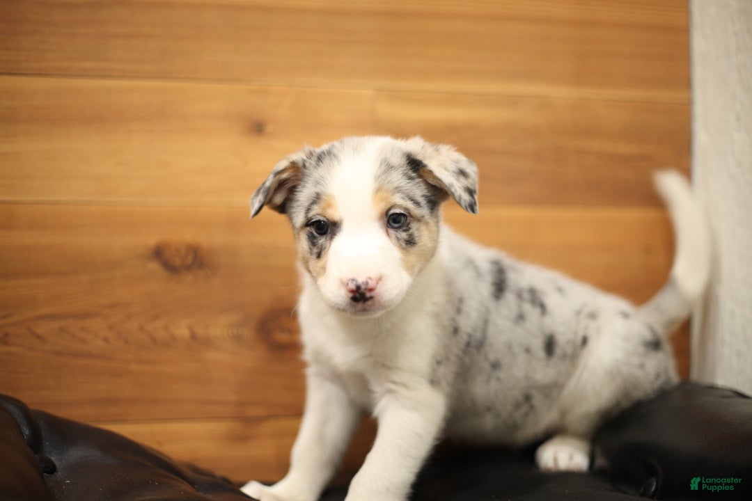 Border Collie dogs for sale: Buzz  - Ad 1