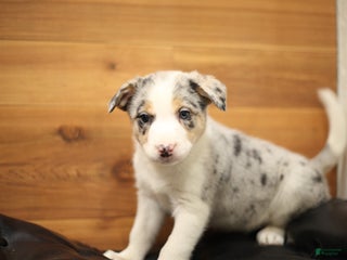 Border Collie dogs Buzz - Ad 30