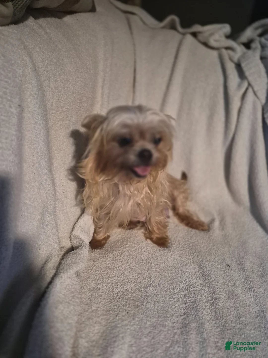 Shorkie dogs for sale: Roman  - Ad 15
