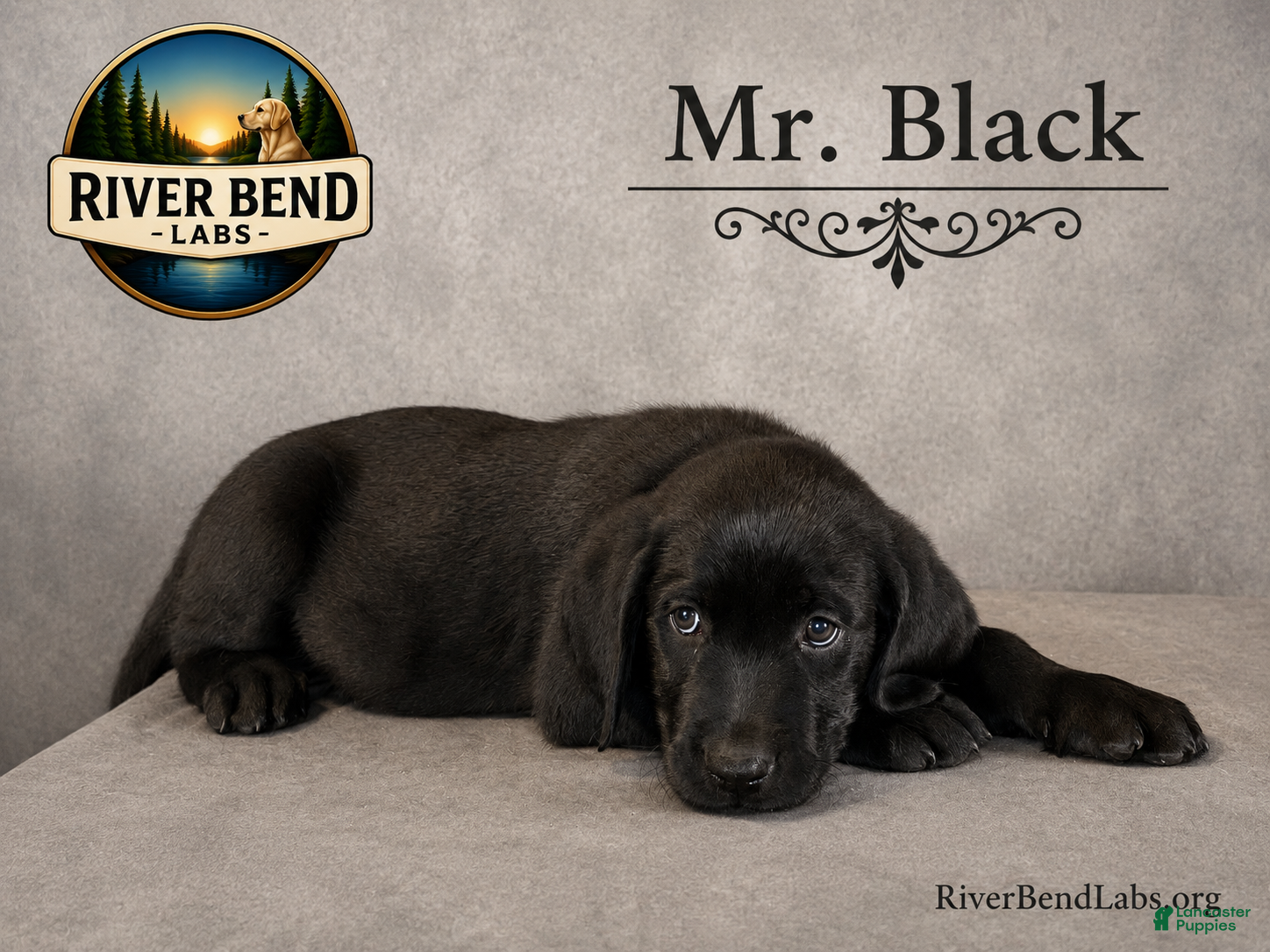 Labrador Retriever dogs Mr Black - Ad 1