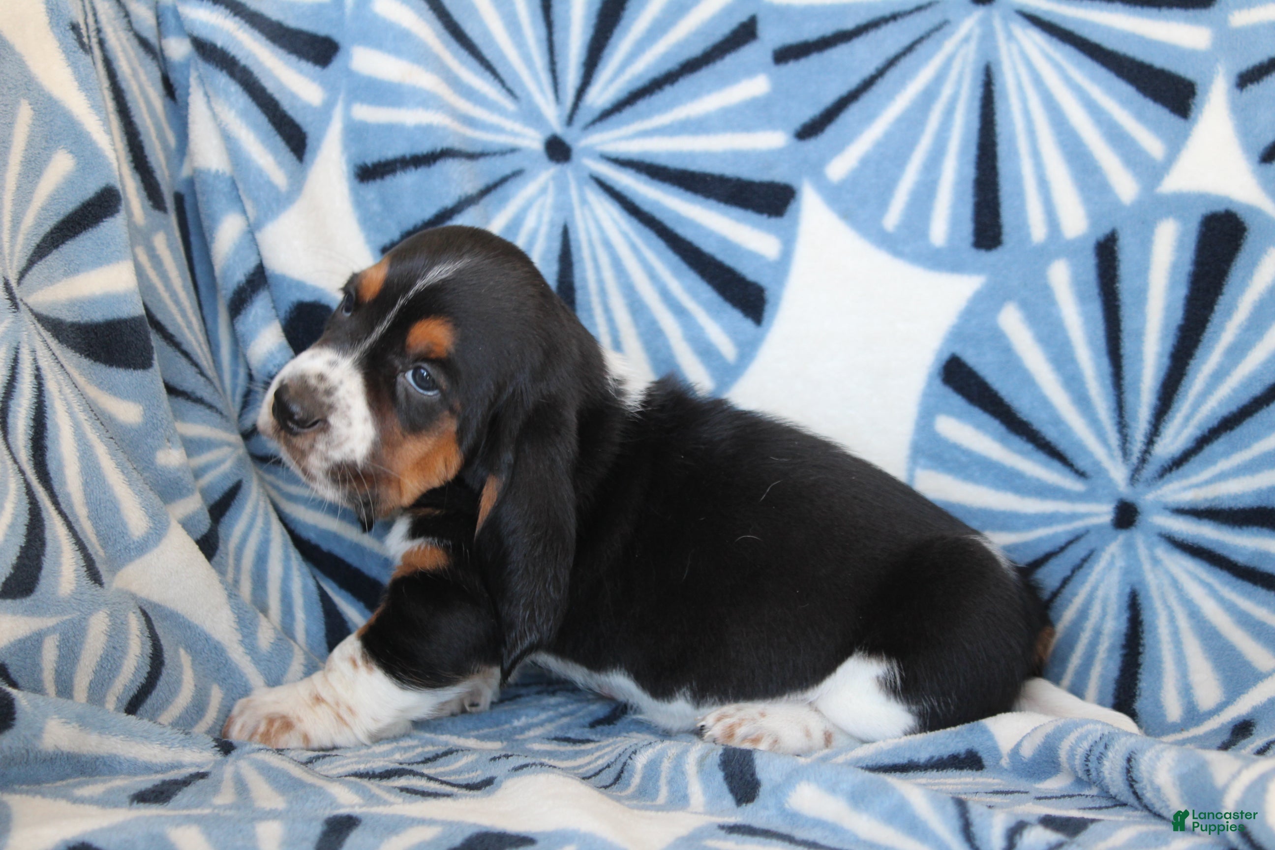 Basset Hound dogs Mr. Howard - Ad 1