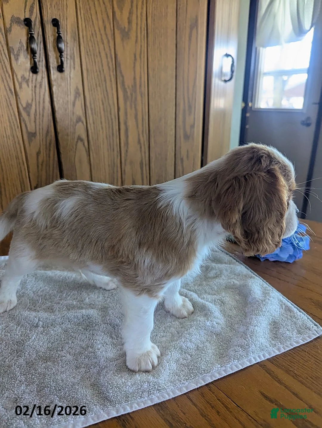 Cavalier King Charles Spaniel dogs for sale: Cinnamon - Ad 2