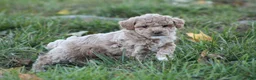 Bichpoo dogs for sale: Asher - Ad 7