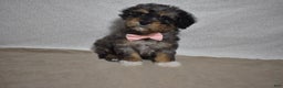 Cavachon dogs for sale: Roxy  - Ad 3