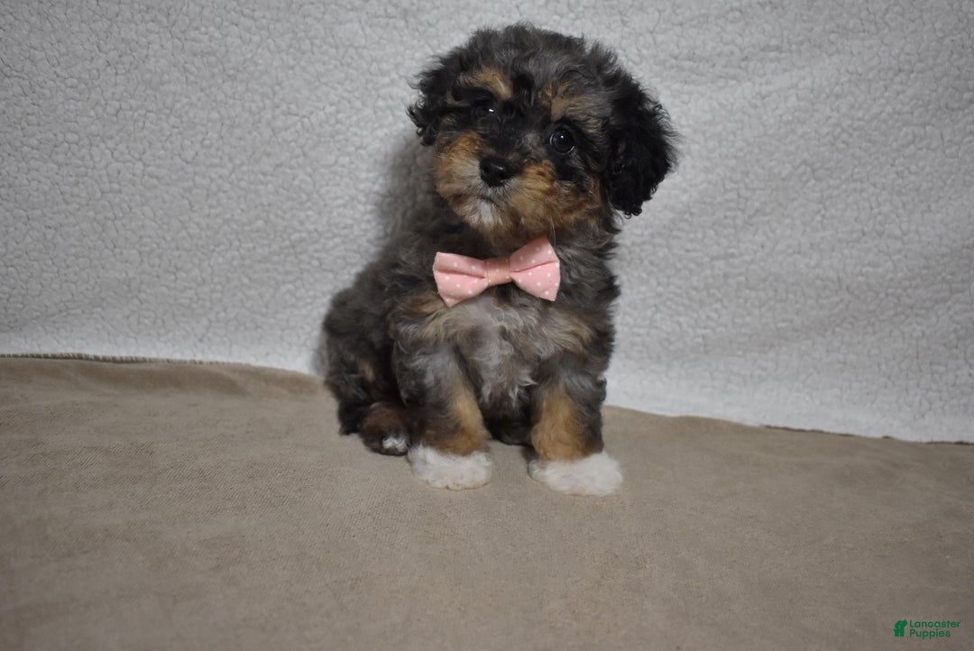 Cavachon dogs for sale: Roxy  - Ad 3