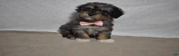 Cavachon dogs for sale: Roxy  - Ad 3