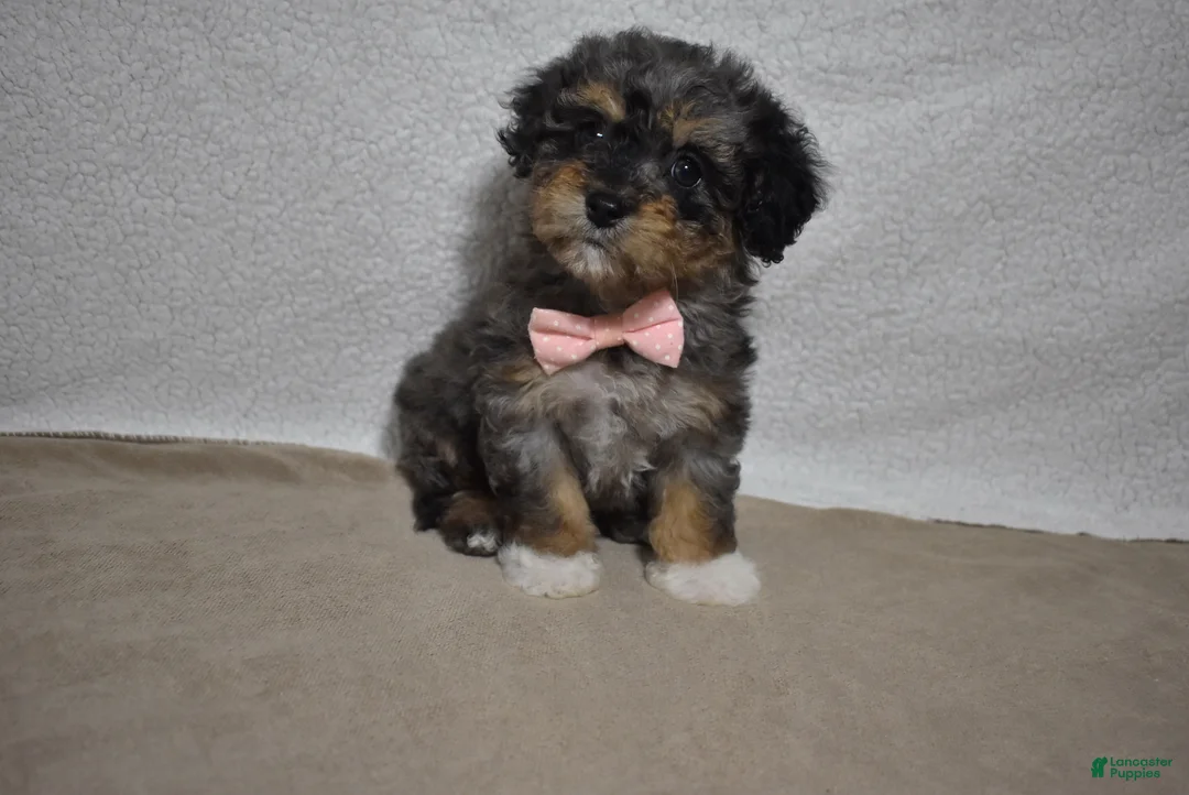 Cavachon dogs for sale: Roxy  - Ad 3