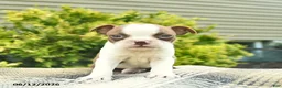 Boston Terrier dogs for sale: Beauty  - Ad 3