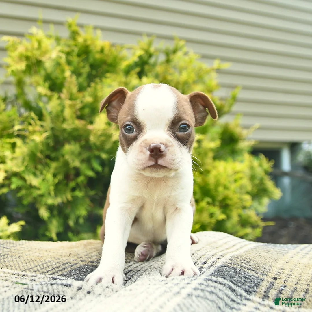 Boston Terrier dogs for sale: Beauty  - Ad 3