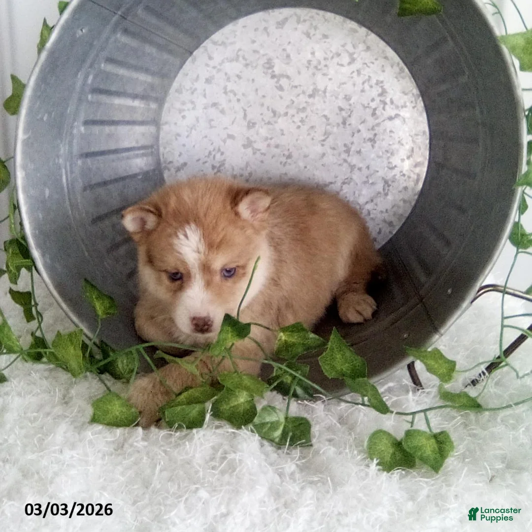 Pomsky dogs for sale: Michael - Ad 2