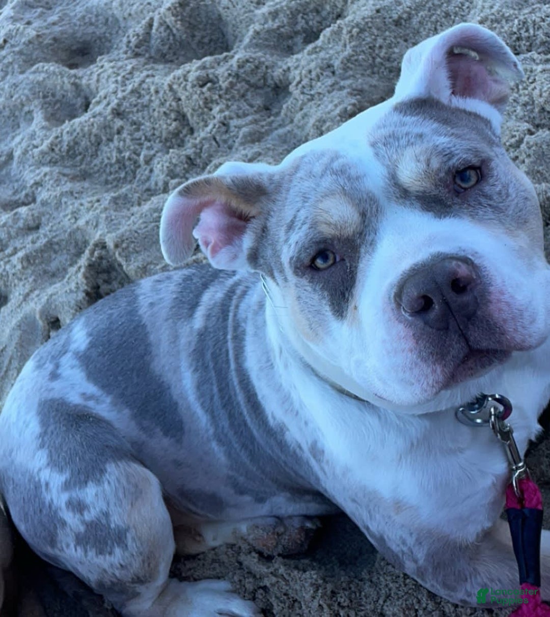 Gallery Image {{count}}