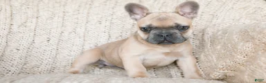 Penny AKC
