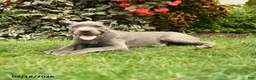 Cane Corso dogs for sale: Lotus  - Ad 4