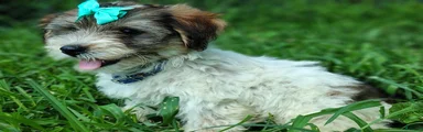 Yorkshire Terrier 4