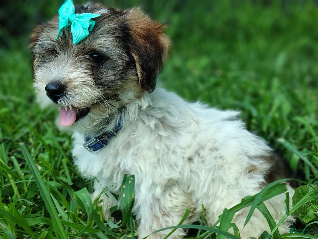 Yorkshire Terrier dogs for sale: Yorkshire Terrier 4 - Ad 1