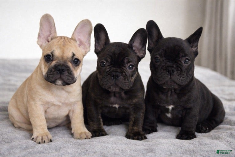 French Bulldog dogs French Bulldog Puppy 4 - Ad 22