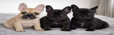 French Bulldog Puppy 4