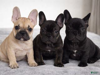 French Bulldog dogs French Bulldog Puppy 4 - Ad 10