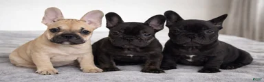 French Bulldog Puppy 4