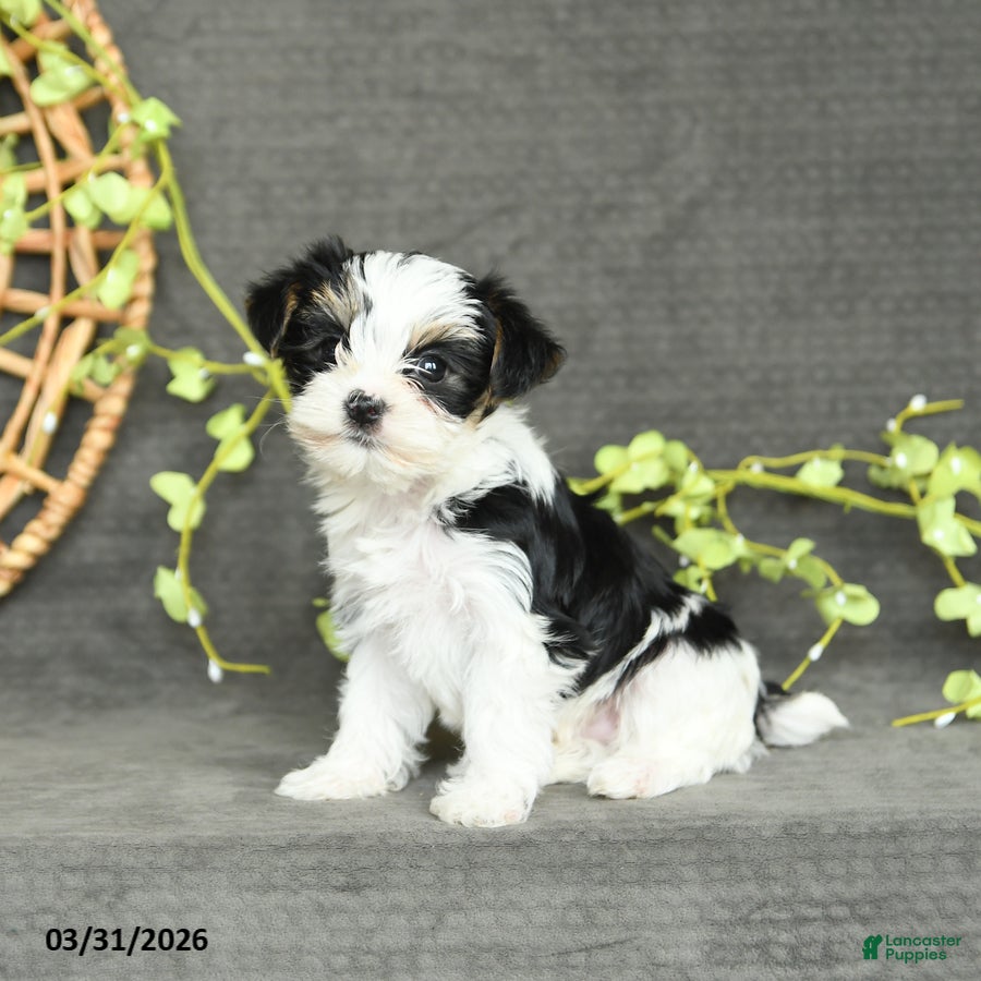 Yorkshire Terrier dogs Molly - Ad 2