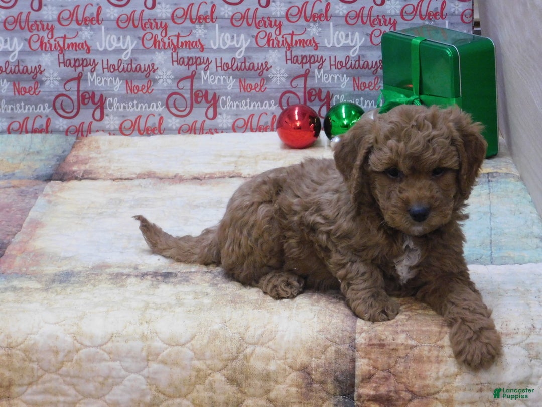 Goldendoodle dogs for sale: Mini Rusty - Ad 9