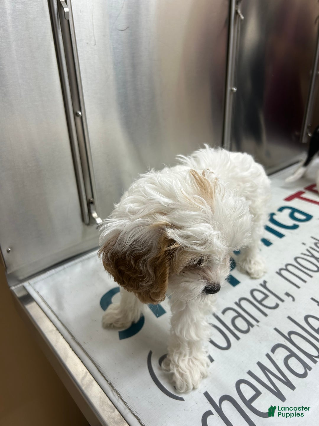 Cavapoo dogs for sale: Cavapoo Puppy 1 - Ad 4