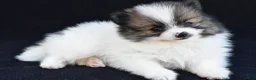 Pomeranian dogs for sale: Oscar - Ad 5