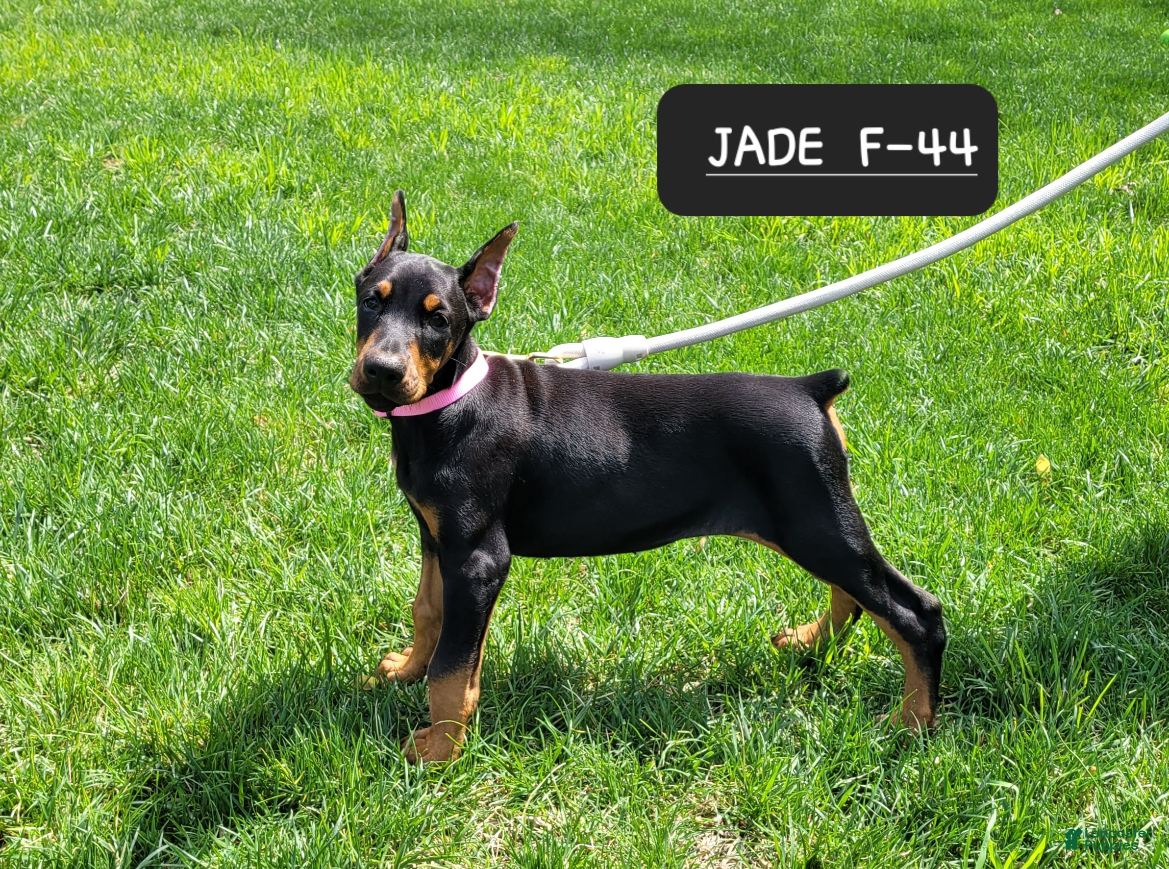 Doberman Pinscher dogs JADE - Ad 27
